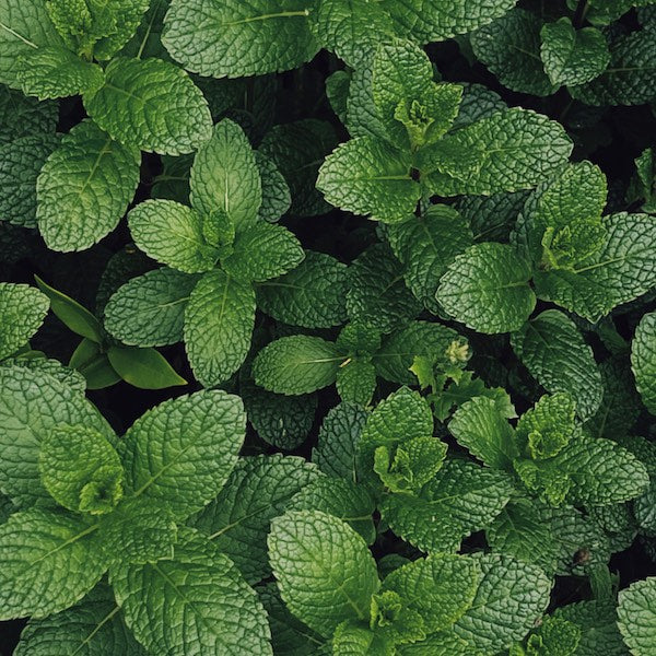 Refillable Deodorant STARTER SET - Image 8